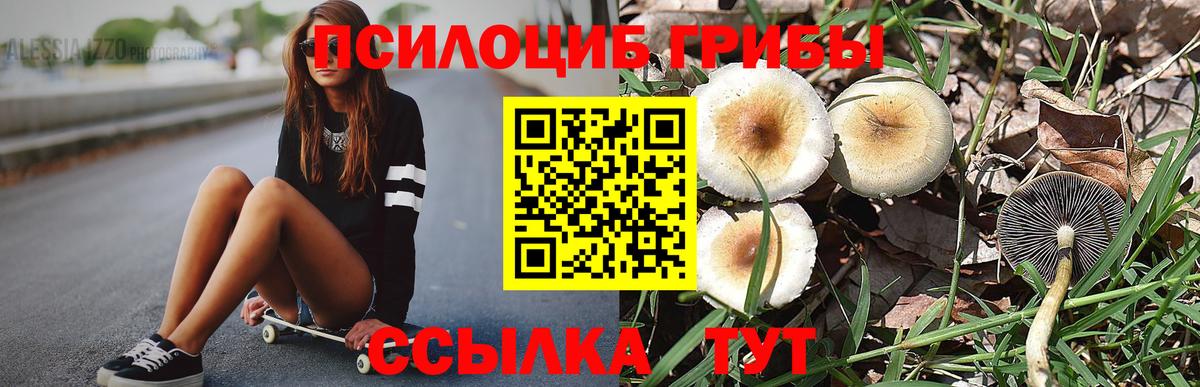 Галлюциногенные грибы Psilocybe Ирбит